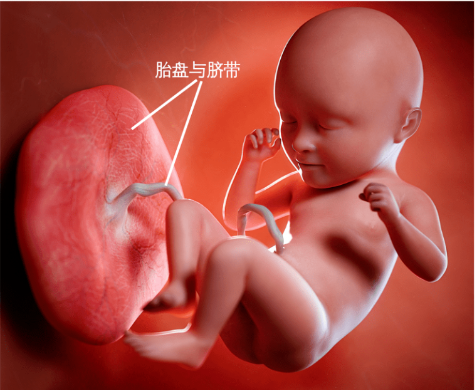 脐带胎盘卡通.png