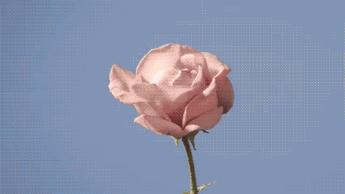 000.gif